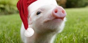 В чем встречать Новый год - 2019