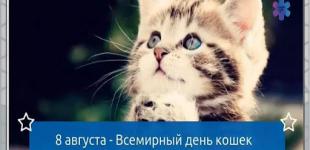 Всемирный день кошек: телеведущий Игорь Пупков рассказал, как однажды оказался в больнице из-за своей Масяни