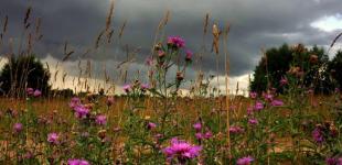 Синоптики рассказали, где пройдут дожди: кому не повезет с погодой