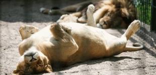 Хищники Запорожского зоопарка оказались на грани голода из-за коронавируса