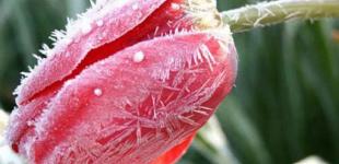 Синоптики предупреждают о сильных заморозках