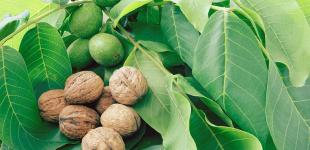 Украина вошла в пятерку мировых лидеров по урожаю орехов
