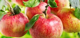 Почему яблоки нужно есть хоть каждый день