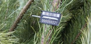 Нелегальные елки: как проверить новогоднюю красавицу