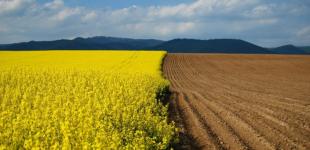 Мораторий на продажу земли продлен на год