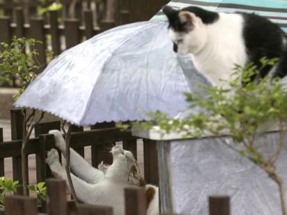 До України різко повертається тепло: де пригріє до +19°