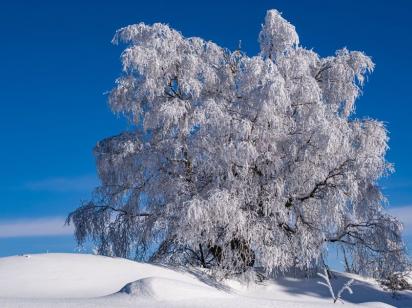 Гороскоп на 22 грудня для всіх знаків зодіаку: день, коли