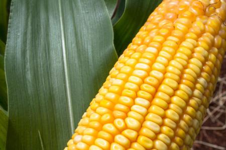 Выбираем и варим кукурузу: минимум, который необходимо знать