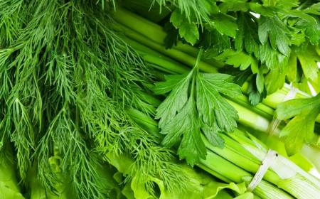 Коли та як садити зелень у відритому грунті