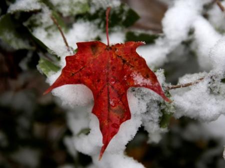 Синоптик дал прогноз погоды на зиму: когда ждать снег и заморозки