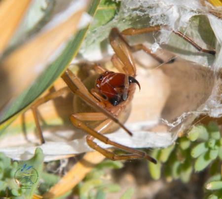 В Одесской области появился новый вид пауков 