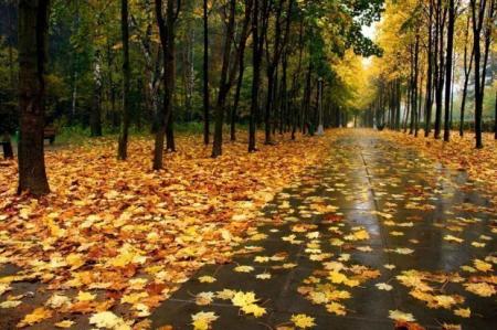 С 27 сентября в Украине пойдут дожди и похолодает — синоптики