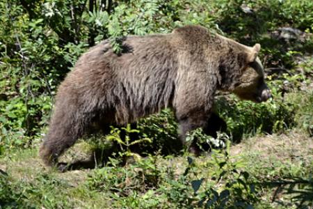 В Швейцарии убили последнего дикого медведя