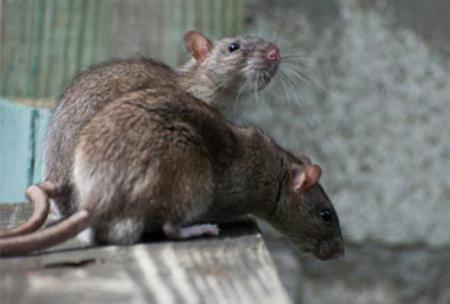 Киев объявил войну крысам