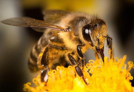 Украина поможет Канаде восстановить популяцию пчел 