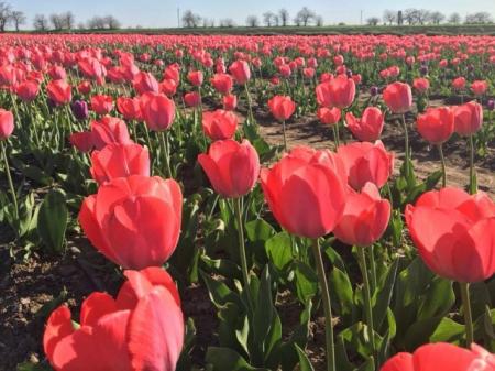 В Херсонской области расцвели 300 тысяч тюльпанов 