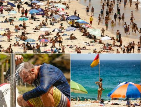 Аномальная жара в Австралии: слоны спасаются в бассейнах, а собак везут на пляж