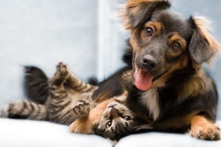 В Украине обяжут регистрировать кошек и собак