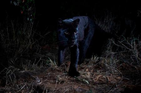 В Африке впервые за 100 лет сфотографировали черного леопарда