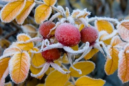 Воздух арктического происхождения принесет в Украину первые морозы уже на следующей неделе