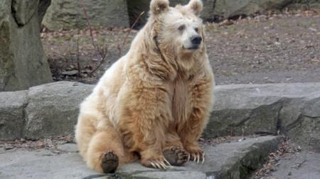 В Киевском зоопарке первый медведь впал в зимнюю спячку