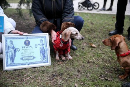 Новый рекорд Украины: самой старой собакой страны стала такса Нора, которой больше 19 лет
