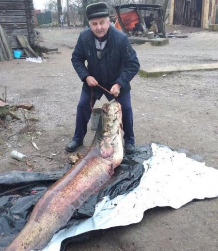Более двух метров, 65 кило: на Ривненщине поймали гигантского сома