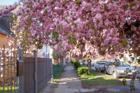 Ужгород превращается в королевство сакур