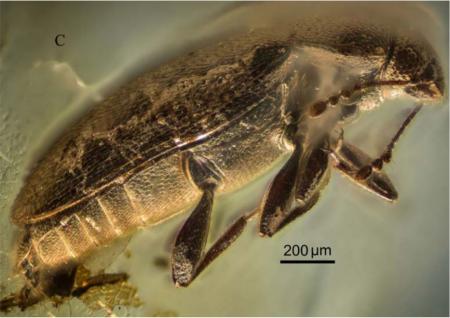 Найденный в янтаре на Ривненщине жук жил 37 миллионов лет назад