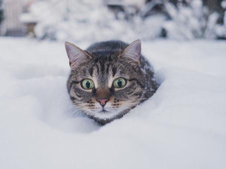 Метровые сугробы: в Укргидрометцентре назвали города, которые больше всего засыпало снегом