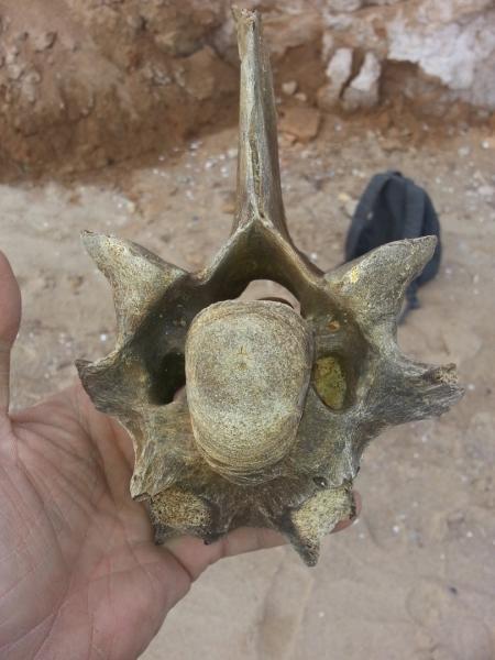 На берегу Черного моря нашли останки доисторического животного
