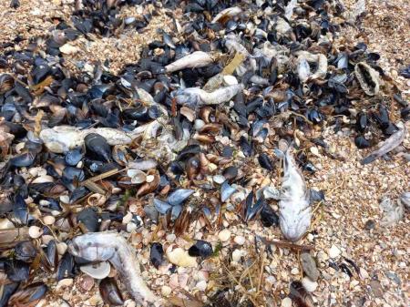 В Азовском море зафиксировали массовый мор бычка
