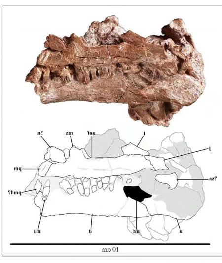 В Китае нашли кости динозавра, жившего 200 миллионов лет назад