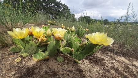 В Украине в лесу цветут кактусы, ученые предупреждают об опасности