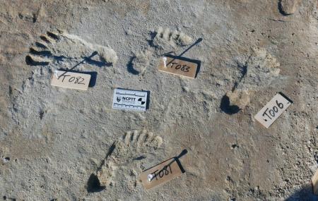 Учені знайшли у США людські сліди, яким понад 20 тисяч років