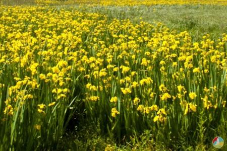 Невероятная красота и пророческие цветы: почему стоит посетить долину ирисов в Винницкой области