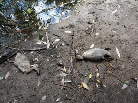 В озере на Теремках отравили 90% уток