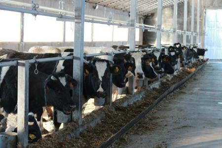 Государство будет возмещать 30% стоимости строительства животноводческих ферм