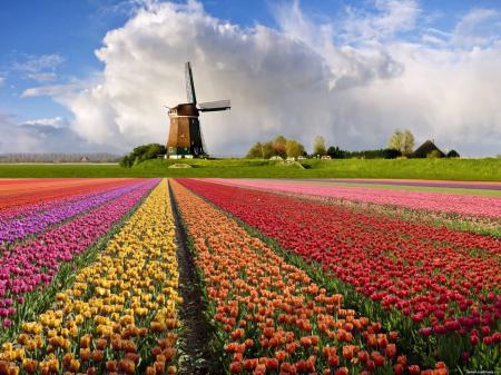Шесть миллиардов евро – на помойку: коронавирус похоронил цветочный бизнес Нидерландов