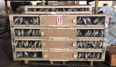 Таможенники в аэропорту задержали клетки с 1600 щеглами, птицы могут погибнуть