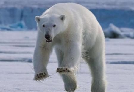 Нашествие белых медведей в РФ: агрессивные хищники гоняются за людьми на Новой Земле