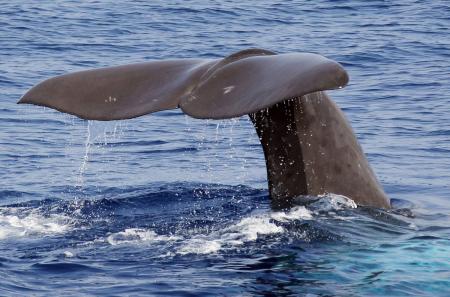 В Средиземном море появились огромные киты