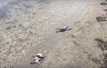 В аннексированном Крыму массово гибнут утки