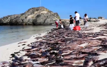 Тысячи моллюсков выбросились на популярный у туристов пляж