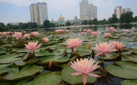 У Києві на озері розквітнув сад різнокольорових німфей