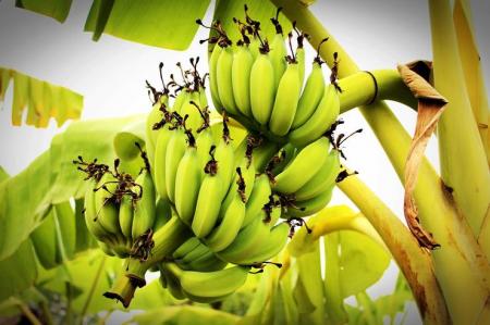 10 причин есть бананы каждый день