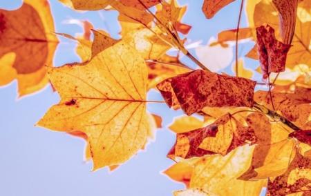 Теплая золотая осень: Синоптики дали прогноз на октябрь 2020