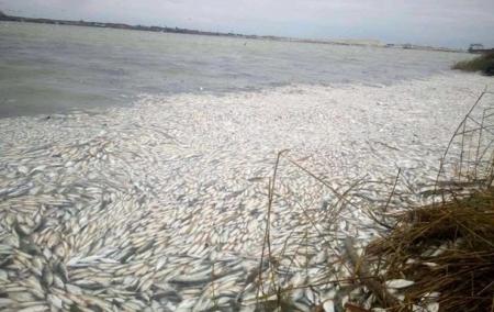 В Херсонской области произошел массовый мор рыбы 