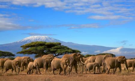 К концу века в Африке вымрет половина видов животных - ООН
