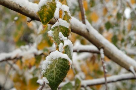 Мокрий сніг та до +14°: яким буде початок тижня в Україні